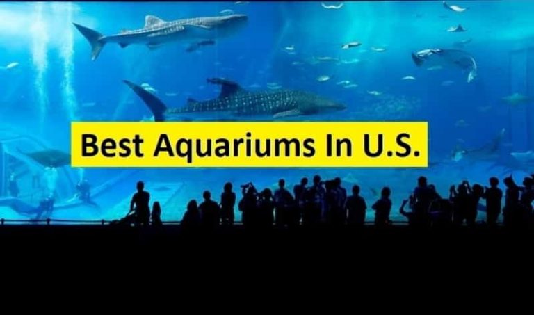 Top 10 Best Aquariums in the U.S.